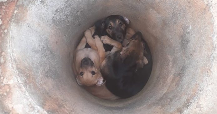 Adoráveis filhotes abandonados dentro de manilha são resgatados e precisam de um lar