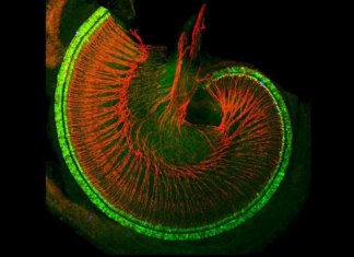 Pesquisadores descobrem maneira de restaurar danos auditivos e surdez irreversível