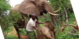 Mamãe elefante leva seu novo bebê para conhecer as pessoas que salvaram sua vida Mamãe elefante leva seu novo bebê para conhecer as pessoas que salvaram sua vida