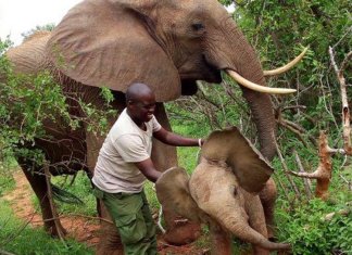 Mamãe elefante leva seu novo bebê para conhecer as pessoas que salvaram sua vida