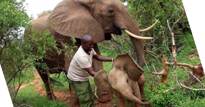 Mamãe elefante leva seu novo bebê para conhecer as pessoas que salvaram sua vida