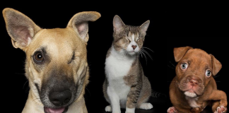 Fotógrafa faz uma sessão de fotos com animais “imperfeitos”. E são as imperfeições que os tornam especiais.