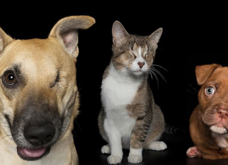 Fotógrafa faz uma sessão de fotos com animais “imperfeitos”. E são as imperfeições que os tornam especiais.