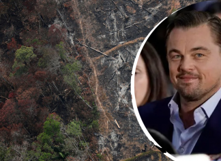 Após doar 5 milhões à Amazônia, Leonardo DiCaprio pede ação de governos contra a tragédia.