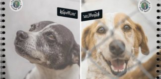 Colômbia colocará fotos cães de abrigo nas capas dos cadernos