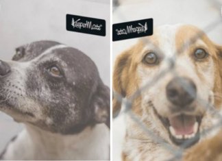 Colômbia colocará fotos cães de abrigo nas capas dos cadernos