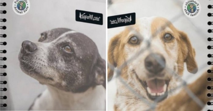 colombia-colocara-fotos-caes-de-abrigo-nas-capas-dos-cadernos Colômbia colocará fotos cães de abrigo nas capas dos cadernos