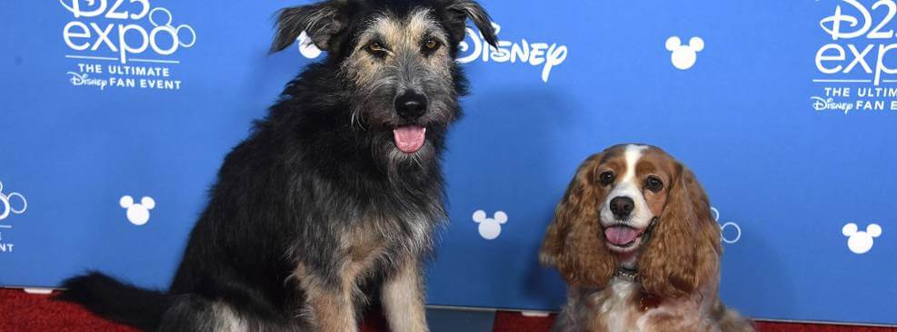 contioutra.com - Cães do live-action de “A Dama e o Vagabundo” foram encontrados em abrigos.