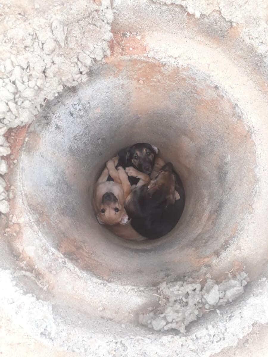 contioutra.com - Adoráveis filhotes abandonados dentro de manilha são resgatados e precisam de um lar