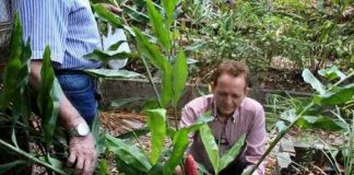 Hidrogel de gengibre desenvolvido por brasileiros evita amputação em diabéticos