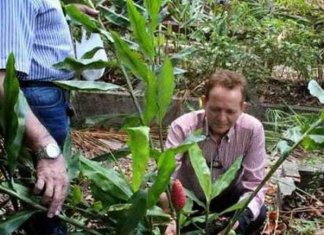 Hidrogel de gengibre desenvolvido por brasileiros evita amputação em diabéticos