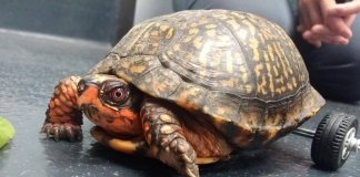 Pedro, a tartaruga que perdeu suas patas traseiras mas ganhou prótese feita de Lego