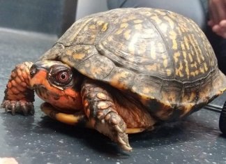 Pedro, a tartaruga que perdeu suas patas traseiras mas ganhou prótese feita de Lego