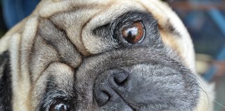 Eu não fico mais implorando: ou a pessoa faz com vontade, ou nem precisa sair do lugar