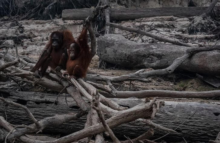 contioutra.com - Os Orangotangos de Sumatra, em perigo de extinção, perdem seu habitat para o fogo.