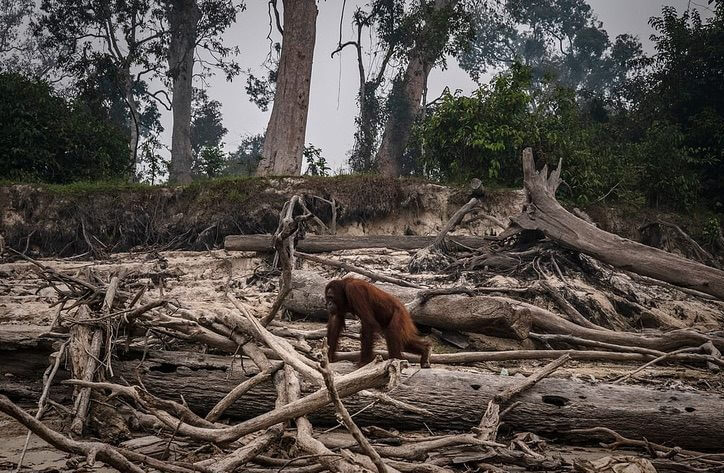 contioutra.com - Os Orangotangos de Sumatra, em perigo de extinção, perdem seu habitat para o fogo.