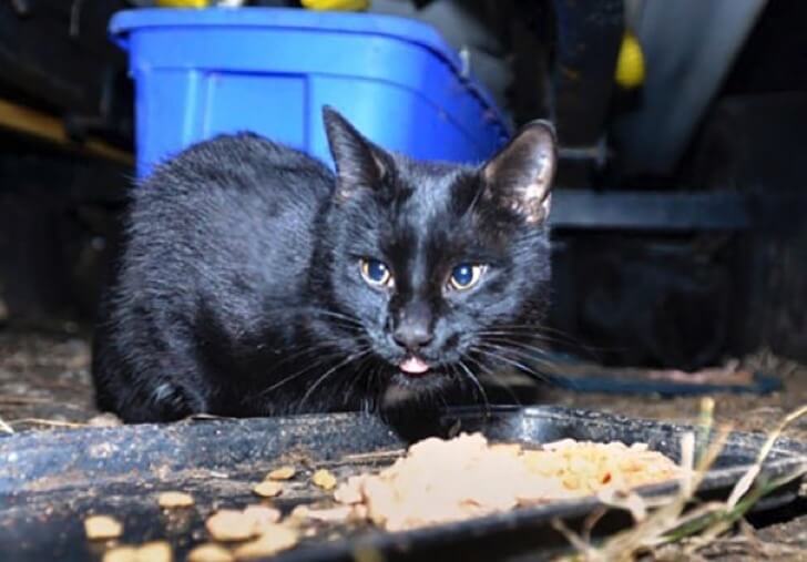 contioutra.com - Conheça as adoráveis imagens do coletor de recicláveis que alimenta gatos de rua há 22 anos