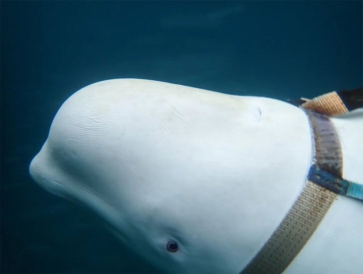 contioutra.com - Essa baleia Beluga e sua amiga gaivota nos mostraram que existem amizades de todos os tipos.