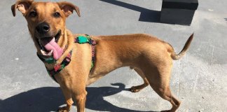 Adoção de cãezinhos vira-lata vira moda, e animal se populariza entre os cariocas Adoção de cãezinhos vira-lata vira moda, e animal se populariza entre os cariocas