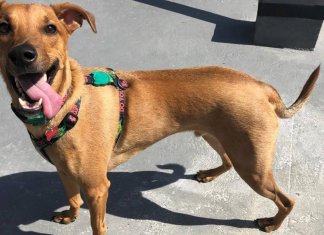 Adoção de cãezinhos vira-lata vira moda, e animal se populariza entre os cariocas