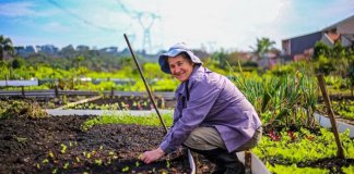 Horta urbana comunitária alimenta cerca de 550 pessoas em Curitiba (PR) Horta urbana comunitária alimenta cerca de 550 pessoas em Curitiba (PR)