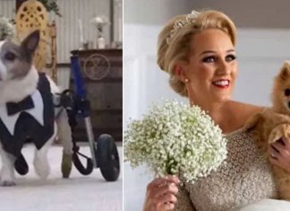 Noiva sobe ao altar com os oito cães com deficiência que resgatou das ruas