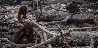 Os Orangotangos de Sumatra, em perigo de extinção, perdem seu habitat para o fogo.