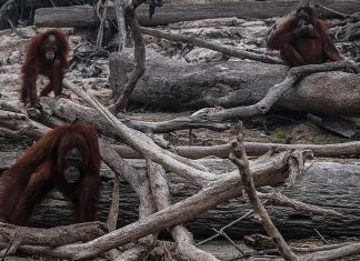Os Orangotangos de Sumatra, em perigo de extinção, perdem seu habitat para o fogo.