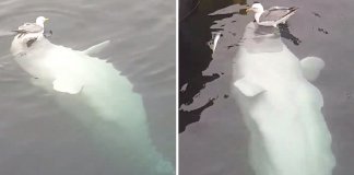 Essa baleia Beluga e sua amiga gaivota nos mostraram que existem amizades de todos os tipos.