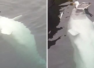 Essa baleia Beluga e sua amiga gaivota nos mostraram que existem amizades de todos os tipos.