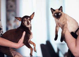 Implante de microchip em animais será oferecido gratuitamente pela prefeitura do Rio