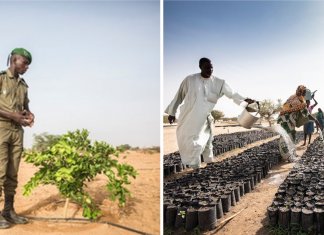 África planta 8 mil quilômetros de árvores para construir a Grande Muralha Verde