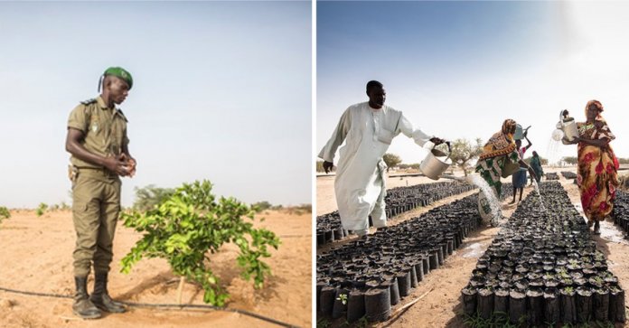 África planta 8 mil quilômetros de árvores para construir a Grande Muralha Verde