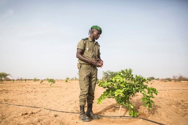 contioutra.com - África planta 8 mil quilômetros de árvores para construir a Grande Muralha Verde