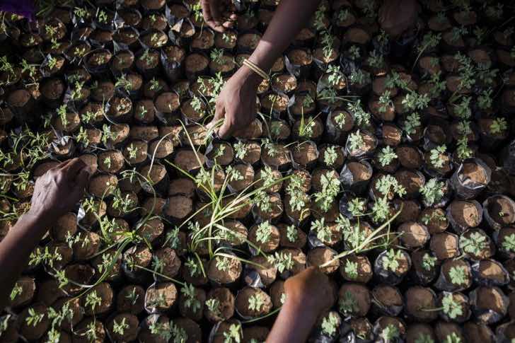 contioutra.com - África planta 8 mil quilômetros de árvores para construir a Grande Muralha Verde