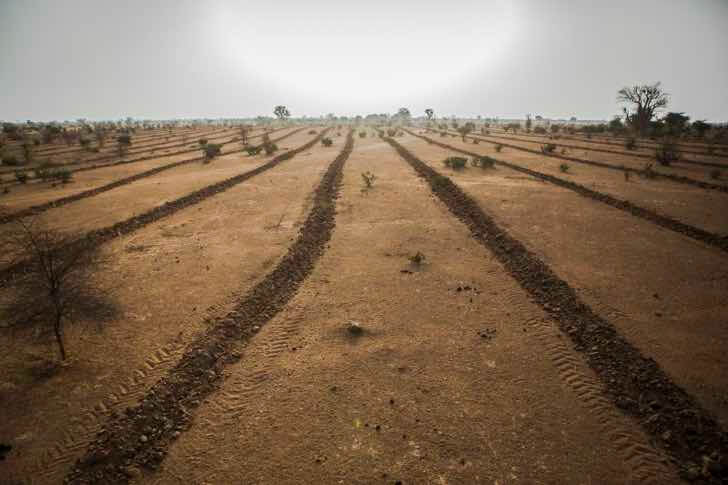 contioutra.com - África planta 8 mil quilômetros de árvores para construir a Grande Muralha Verde