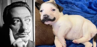Cachorrinha com bigode de Salvador Dalí vira garota-propaganda de adoção Cachorrinha com bigode de Salvador Dalí vira garota-propaganda de adoção