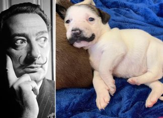 Cachorrinha com bigode de Salvador Dalí vira garota-propaganda de adoção