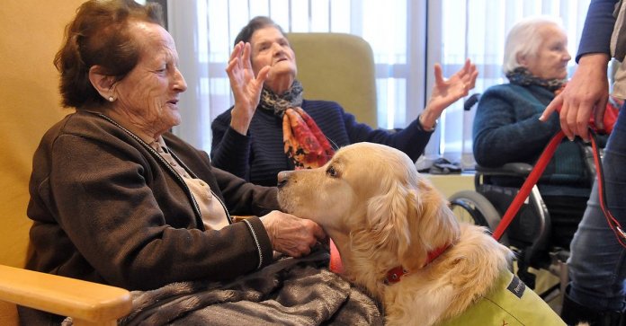 Cães abusados por seus antigos donos se tornam passatempo terapêutico para idosos