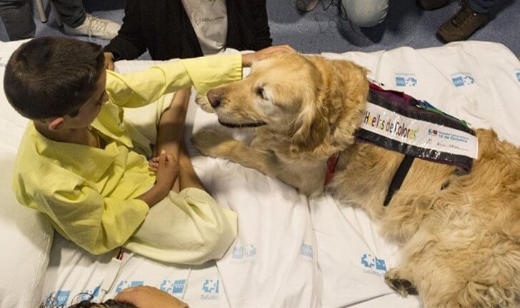 asomadetodosafetos.com - Cães resgatados de donos que os maltratavam se tornam terapia em lar para idosos