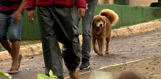 Cachorro passou a  morar em cemitério desde o enterro da dona há dez anos