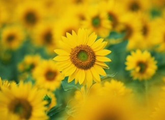 Labirinto de girassóis em SP convida público a discutir sobre temas do Setembro Amarelo #depressaosemtabu