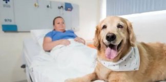 No RS, animais de estimação agora podem ficar com seus donos durante internação  em hospitais