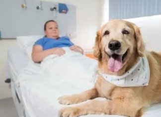 No RS, animais de estimação agora podem ficar com seus donos durante internação  em hospitais