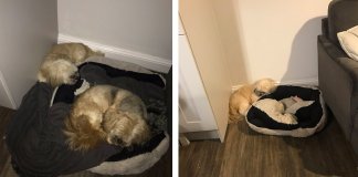 Cão enlutado ainda deixa sua cama livre para seu melhor amigo que se foi