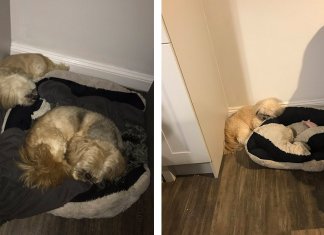 Cão enlutado ainda deixa sua cama livre para seu melhor amigo que se foi