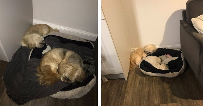 Cão enlutado ainda deixa sua cama livre para seu melhor amigo que se foi