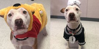 Abrigo veste cachorrinha pit bull em trajes de Halloween para incentivar sua adoção – e funciona!
