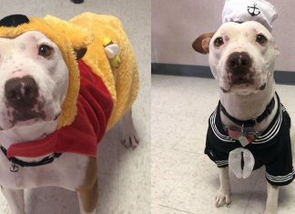 Abrigo veste cachorrinha pit bull em trajes de Halloween para incentivar sua adoção – e funciona!