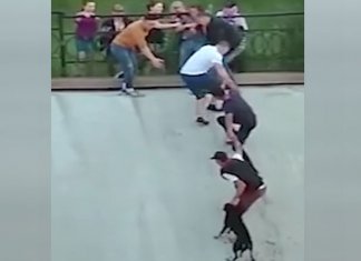 União de pessoas salva cãozinho que era levado pela corrente em águas perigosas